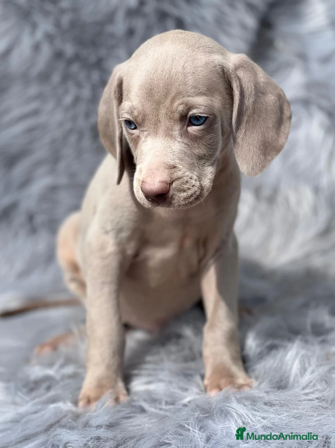 Weimaraner perros en venta: Weimaraner machos  en Barcelona - Anuncio 4