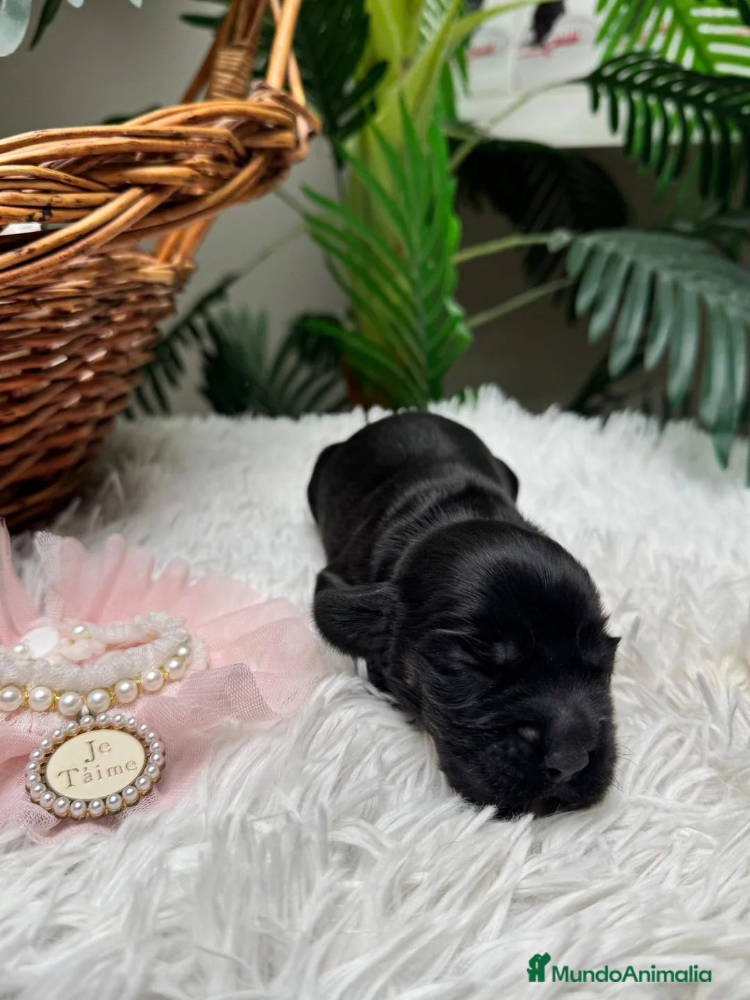 Cocker Spaniel Inglés perros en venta: COCKER SPANIEL INGLES - Anuncio 8