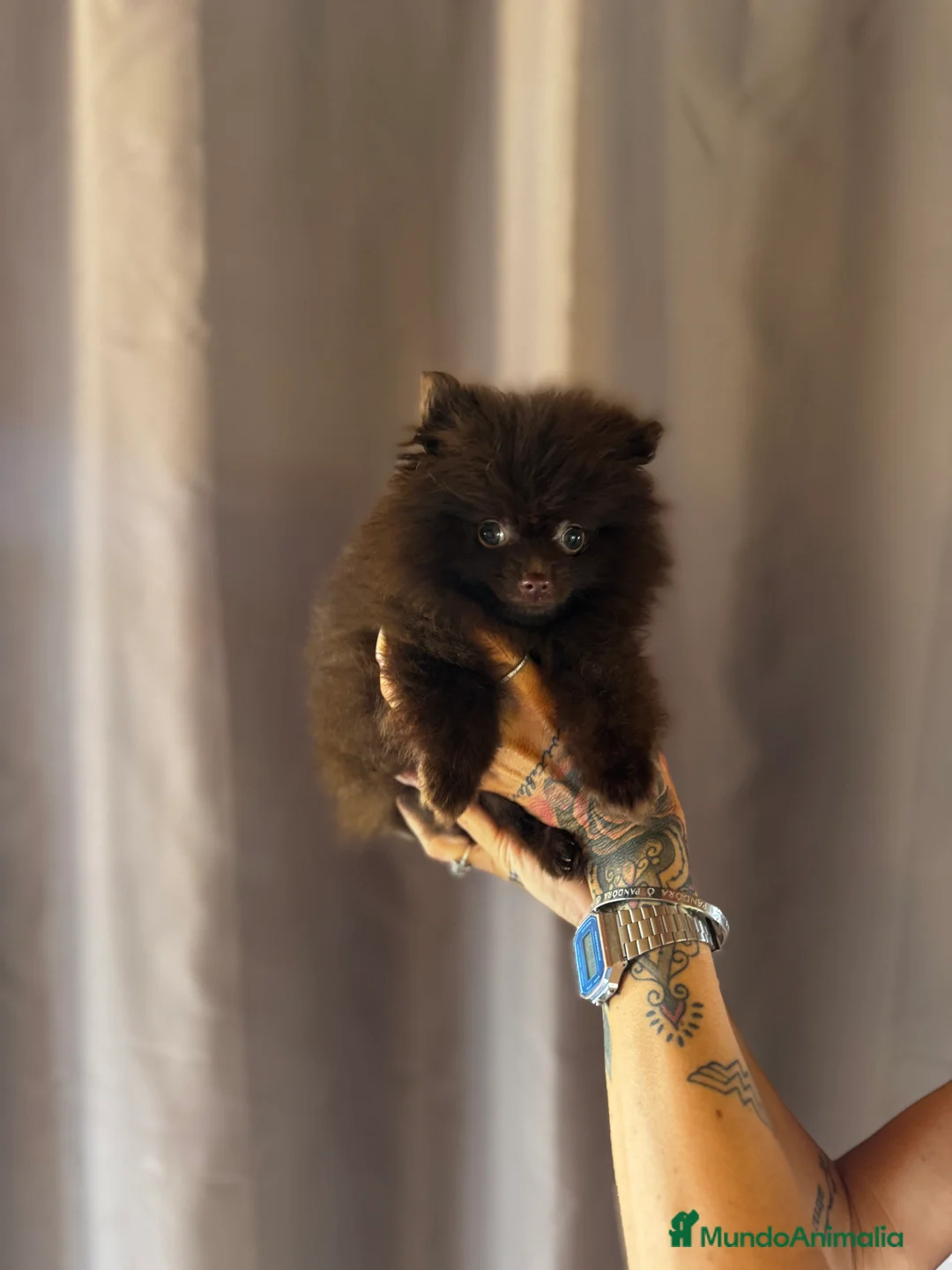 Pomerania perros en venta: Pomerania de calidad superior en Illes Balears - Anuncio 5