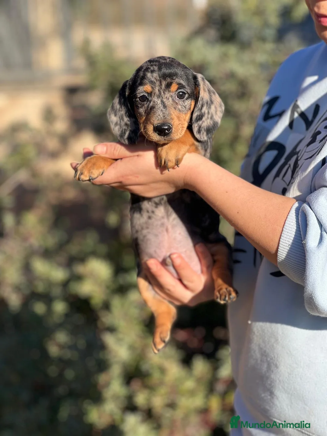 Teckel Miniatura perros en venta: TECKEL MINIATURA MERLE DISPONIBLES en Barcelona - Anuncio 4