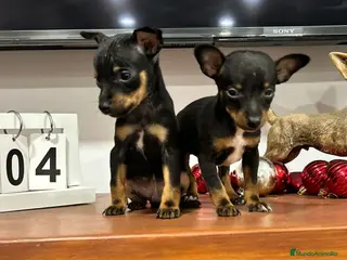 Ratón de Praga perros Ratón de Praga - Anuncio 11