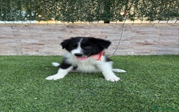 Border Collie perros en venta: Disponible cachorro Border collie  - Imagen 2