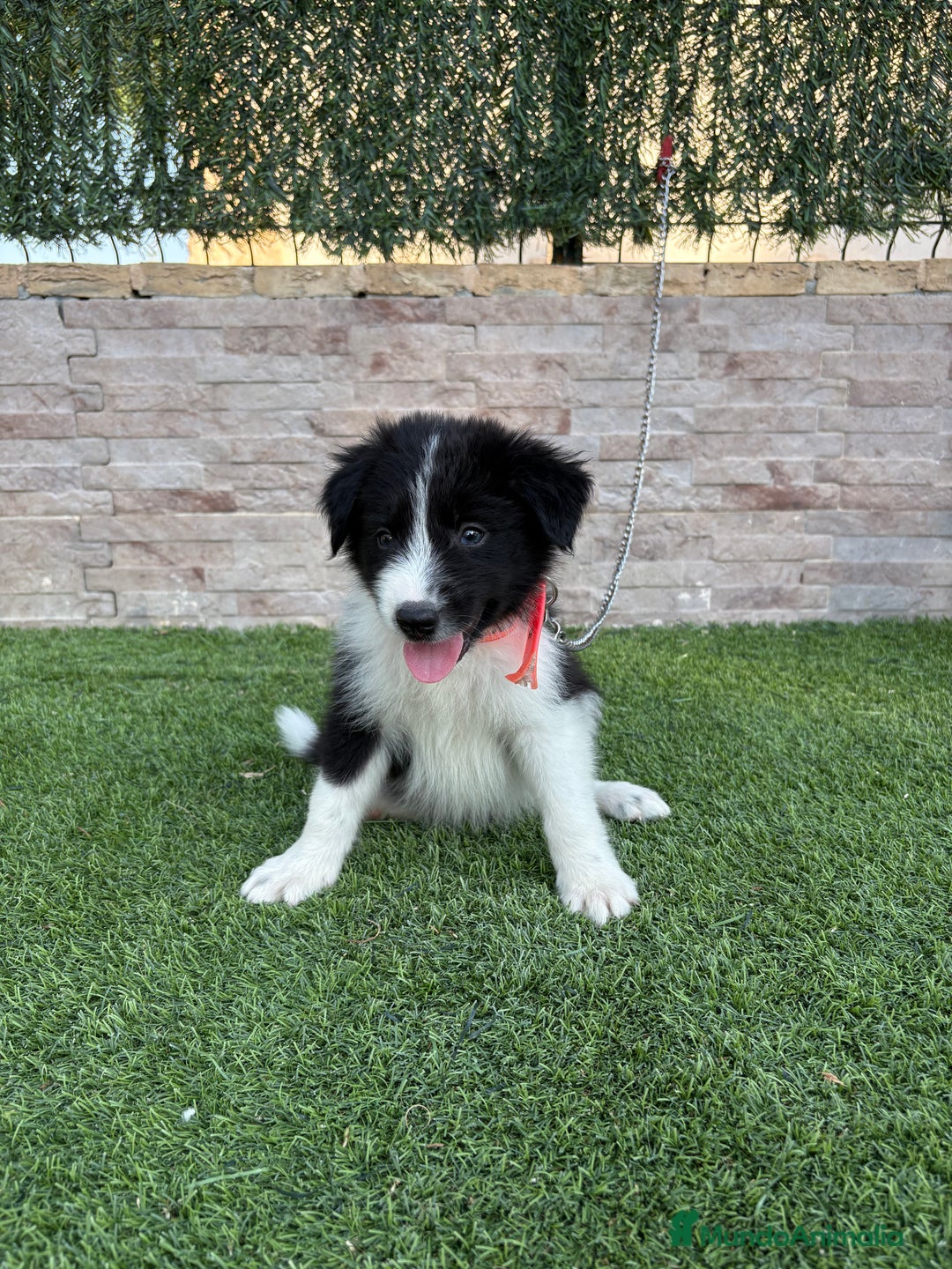 Border Collie perros en venta: Disponible cachorro Border collie  - Imagen 2