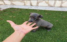 Pequeño Lebrel Italiano perros en venta: Galgo Italiano Piccolo BLUE macho - Imagen 4