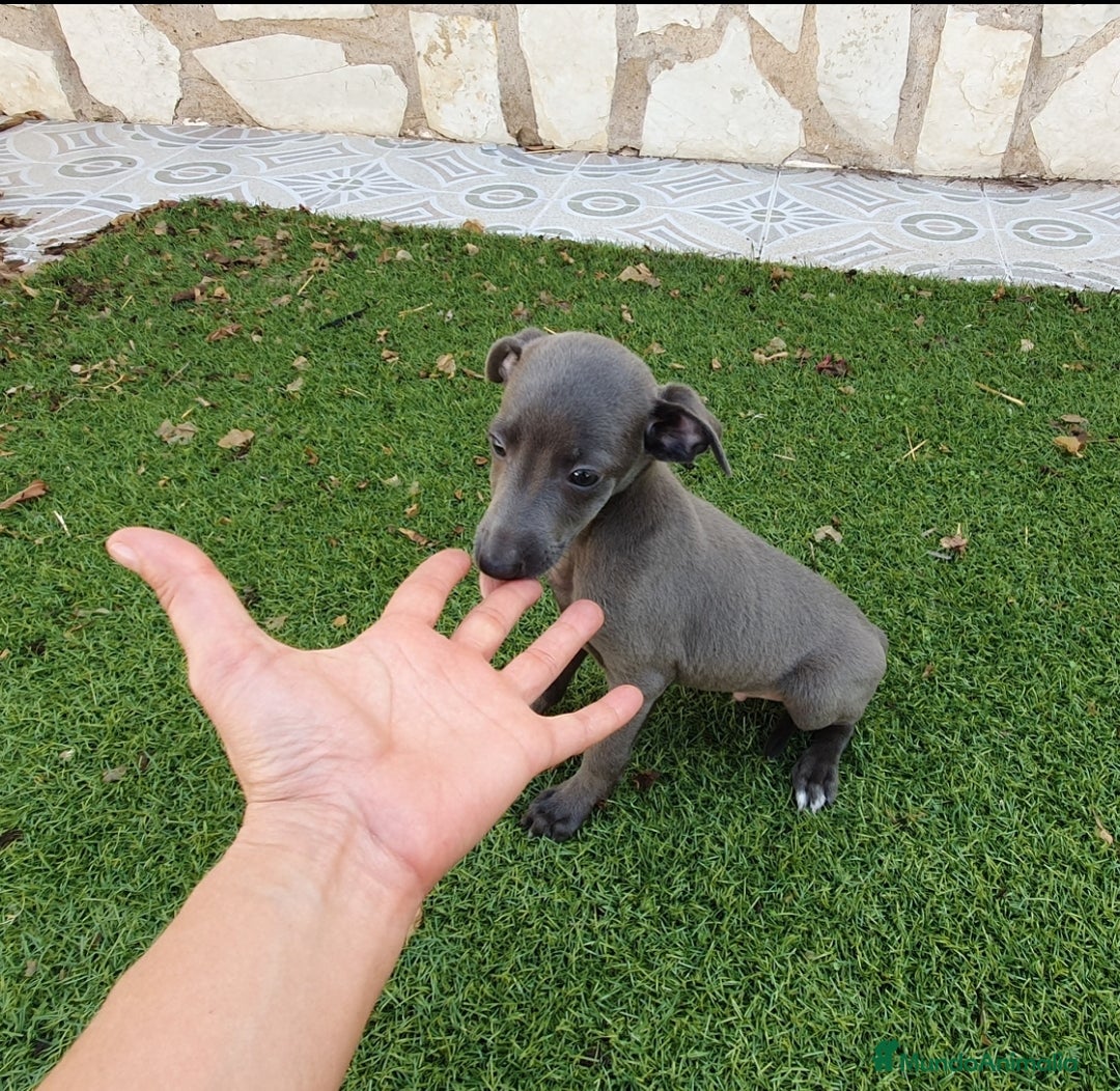 Pequeño Lebrel Italiano perros en venta: Galgo Italiano Piccolo BLUE macho - Imagen 4