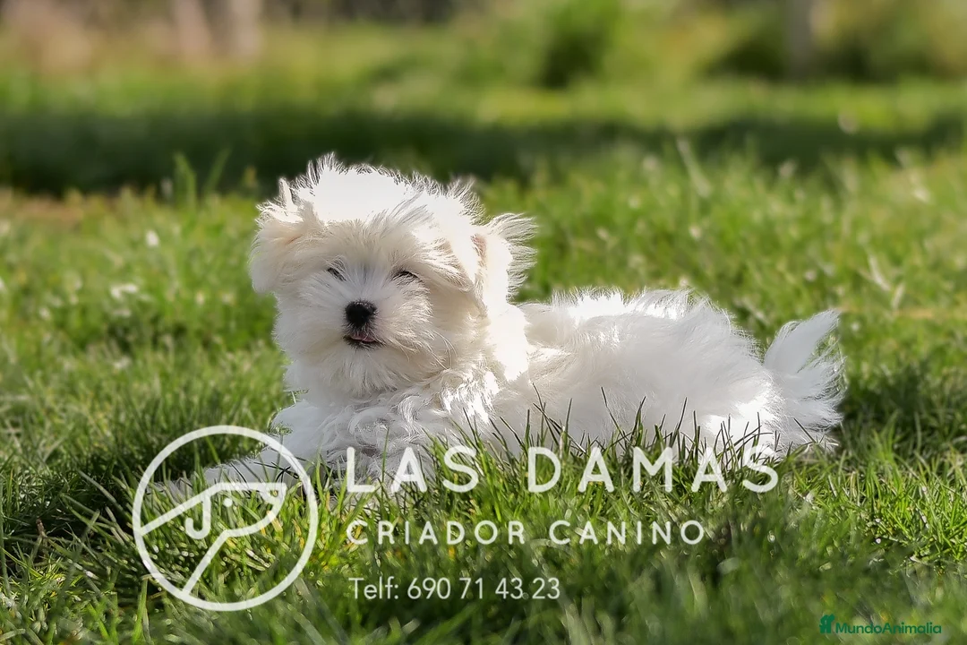 Bichón Maltés perros en venta: BICHÓN MALTÉS DISPONIBLES - Anuncio 2