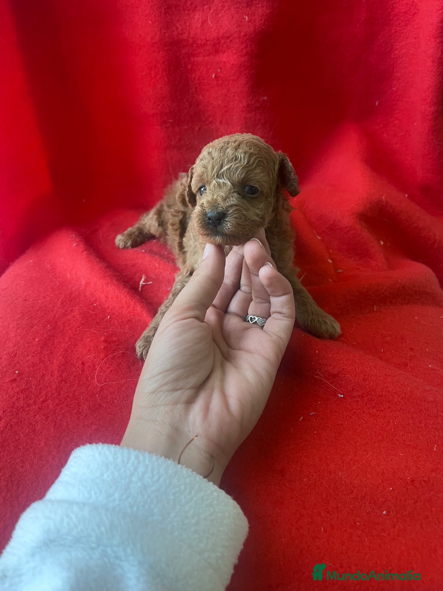 Caniche Toy perros PRECIOSA CANICHE TOY  - Anuncio 1