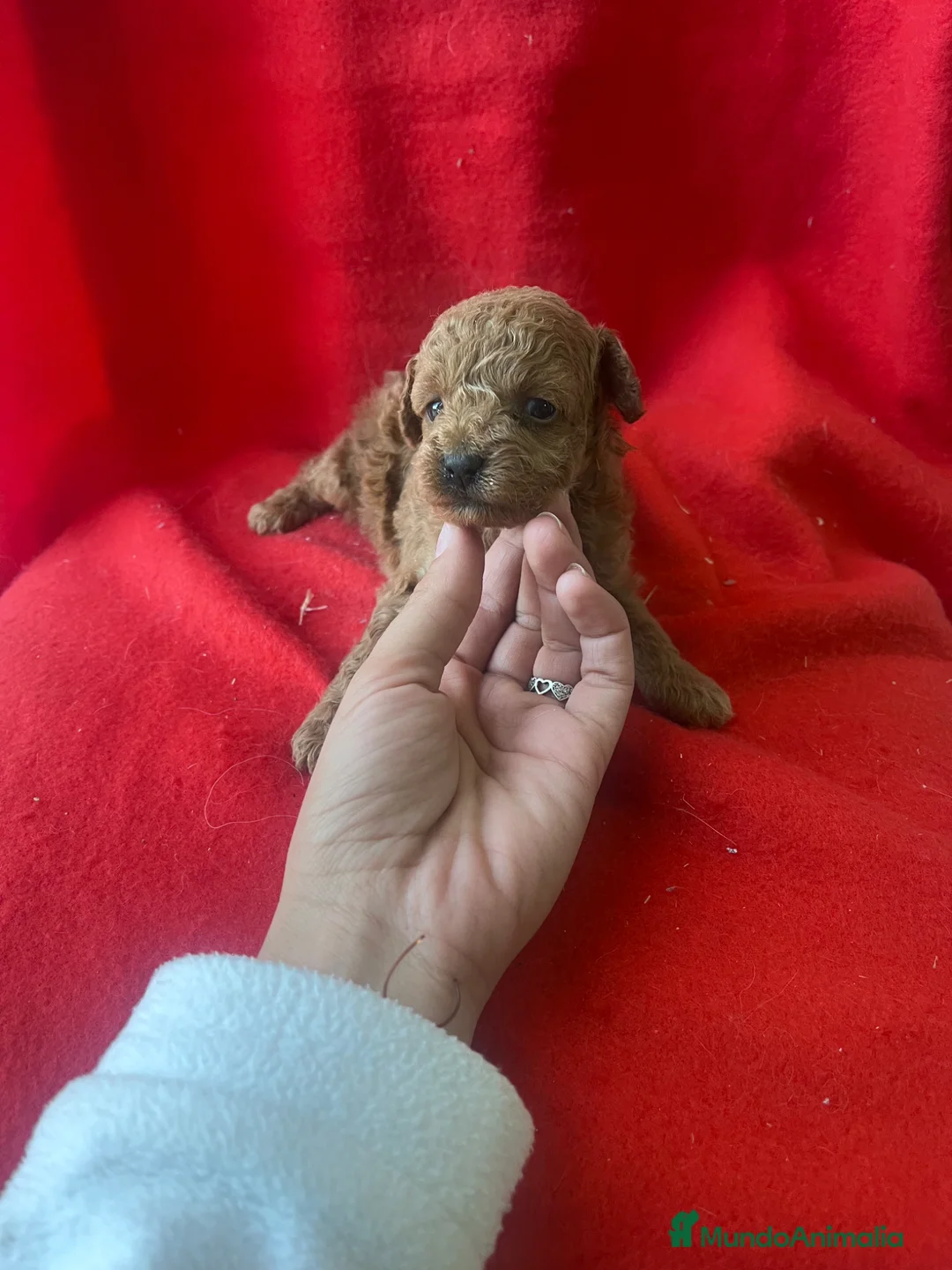 Caniche Toy perros en venta: PRECIOSA CANICHE TOY  - Anuncio 1