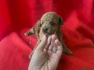 Caniche Toy perros PRECIOSA CANICHE TOY - Anuncio 1