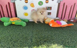 Pomerania perros en venta: Pomerania  - Imagen 2