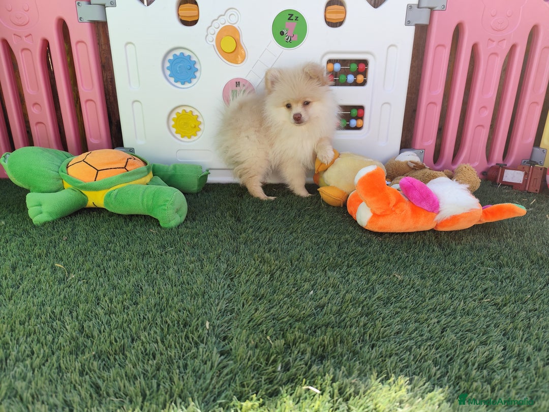 Pomerania perros en venta: Pomerania  - Imagen 2