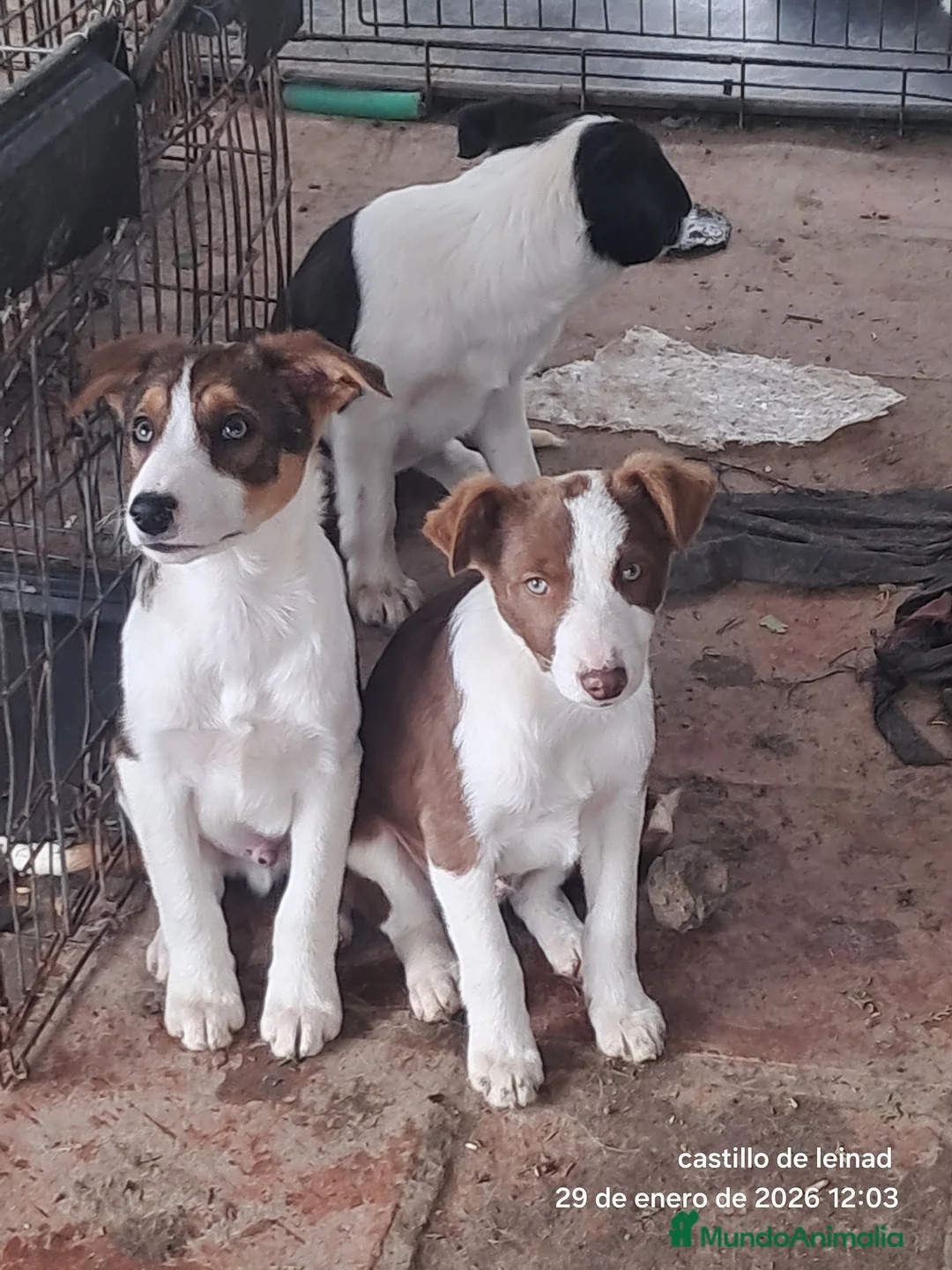 Border Collie perros en venta: Border collie  - Anuncio 5