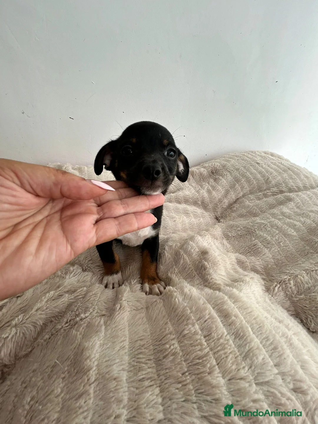 Chihuahua perros en venta: Chihuahua mini - Anuncio 2
