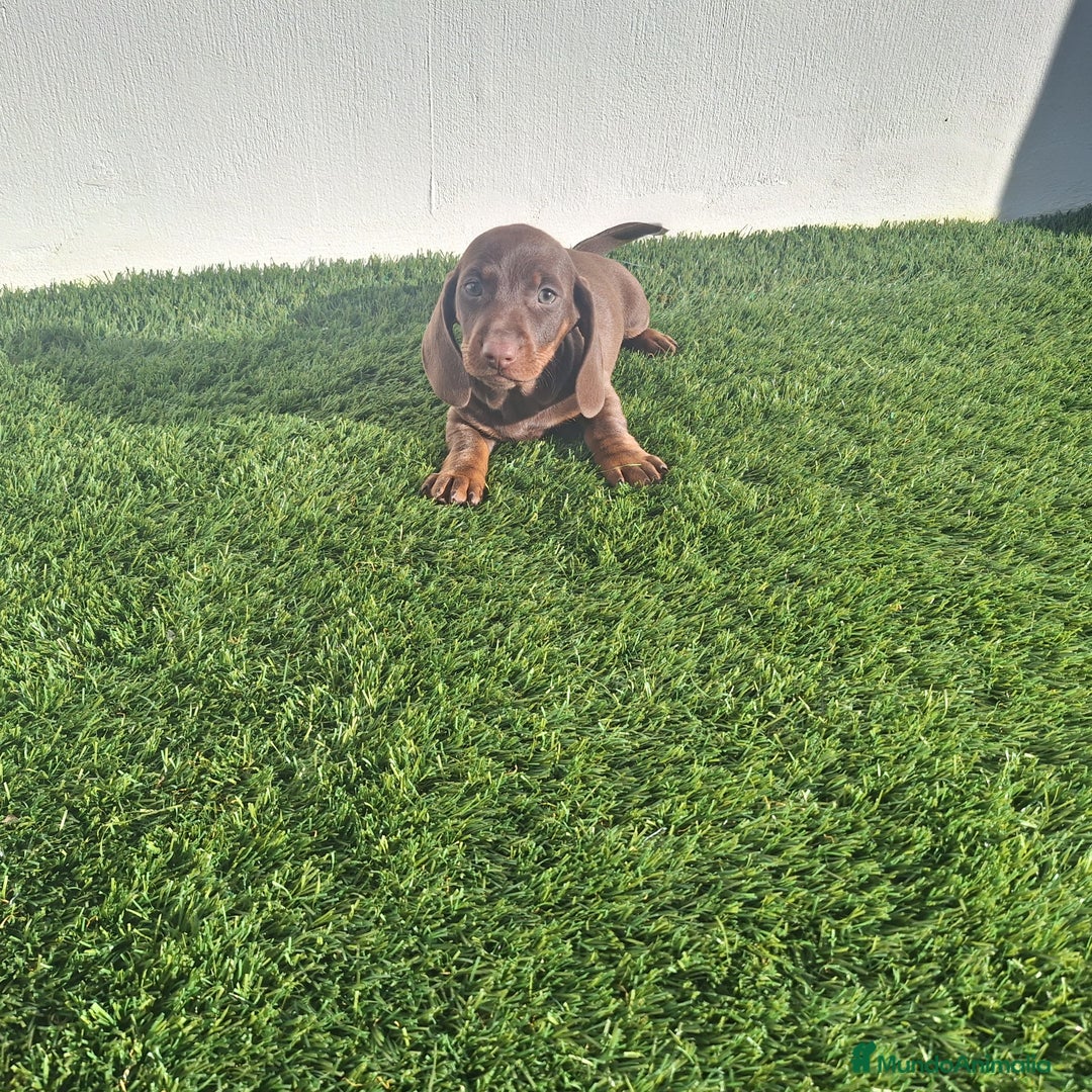 Teckel Miniatura perros en venta: TECKEL MINIATURA  & KANINCHEN CHOCOLATE  - Anuncio 2