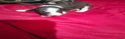 Perro de Agua Español perros en venta: PRECIOSOS BICOLOR en Álava - Anuncio 2