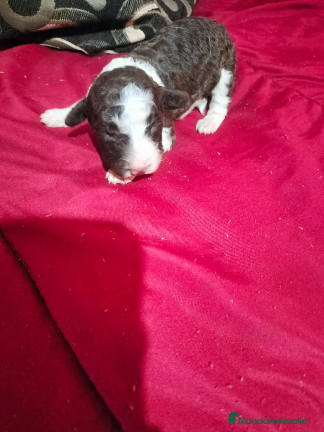 Perro de Agua Español perros en venta: PRECIOSOS BICOLOR en Álava - Anuncio 2
