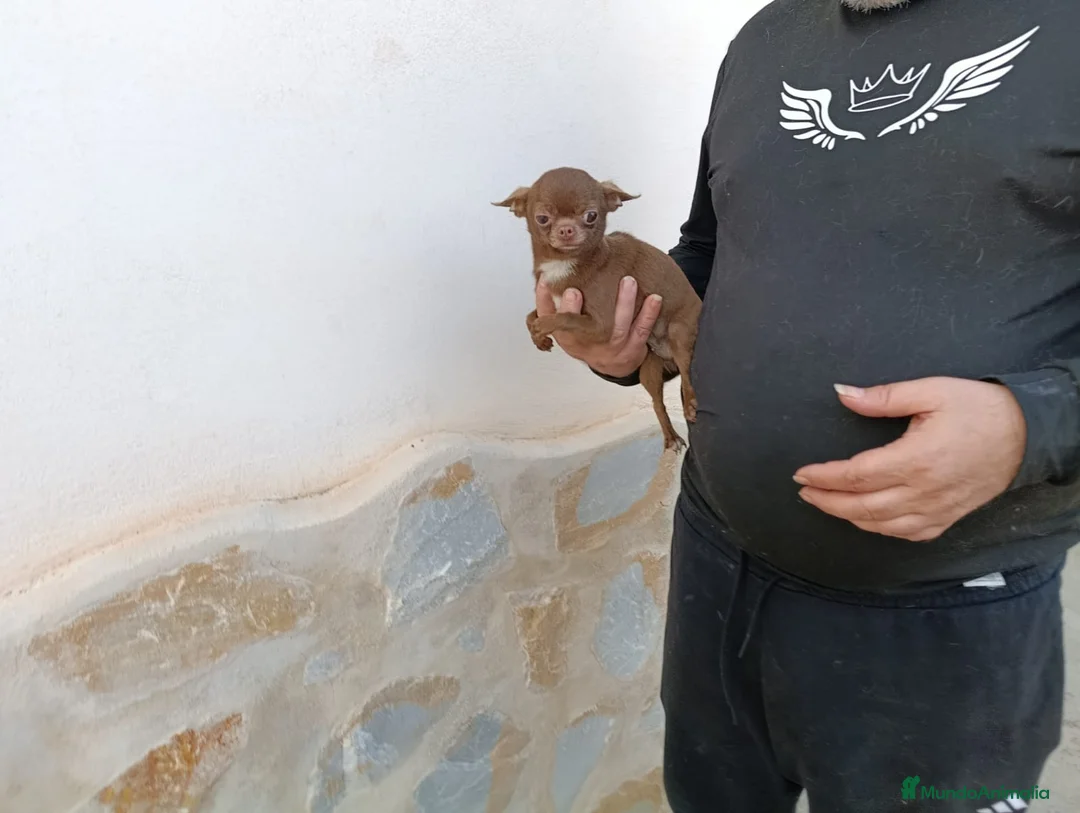 Chihuahua perros en venta: Chihuahua chocolate  - Anuncio 5