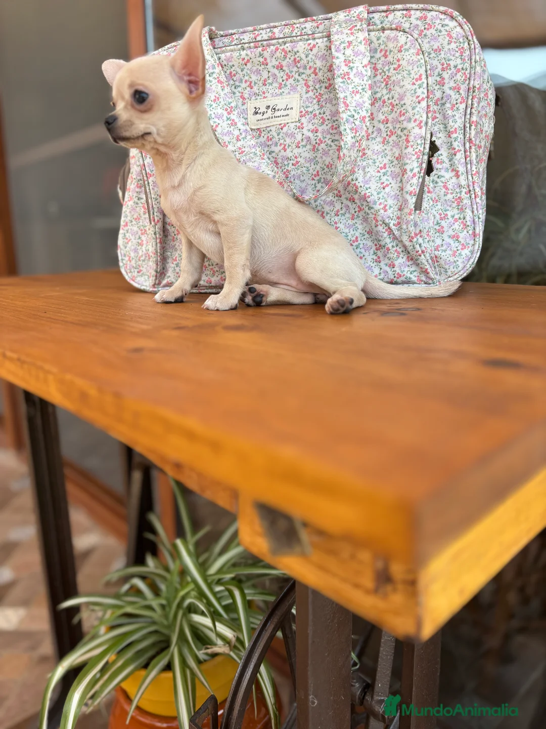 Chihuahua perros en venta: Chihuahua Hembra color blanco crema. - Anuncio 9