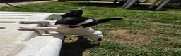 Bulldog Francés perros en venta: Bulldog frances - Anuncio 8