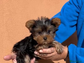 Yorkshire Terrier perros Ultima cachorra de yorkshire terrier toy - Anuncio 2