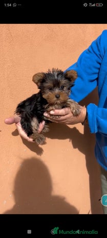 Yorkshire Terrier perros Ultima cachorra de yorkshire terrier toy - Anuncio 1