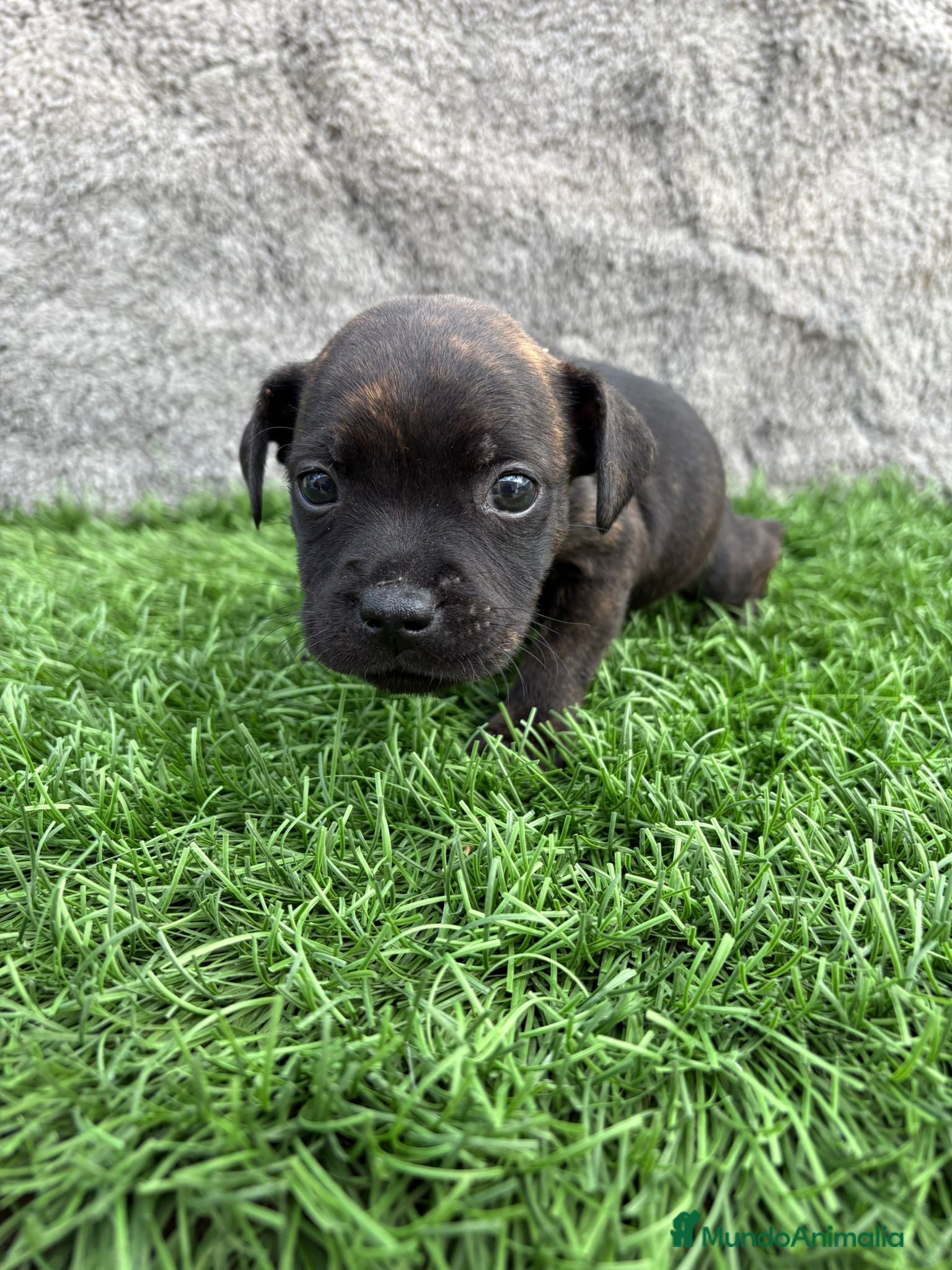 Staffordshire Bull Terrier perros Macho de Staffordshire Bull Terrier  - Anuncio 7