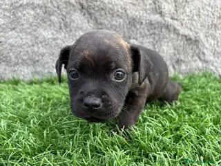 Staffordshire Bull Terrier perros Macho de Staffordshire Bull Terrier - Anuncio 7