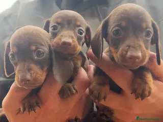 Teckel perros Teckel Kaninchen. Cachorros de línea exclusiva - Anuncio 13