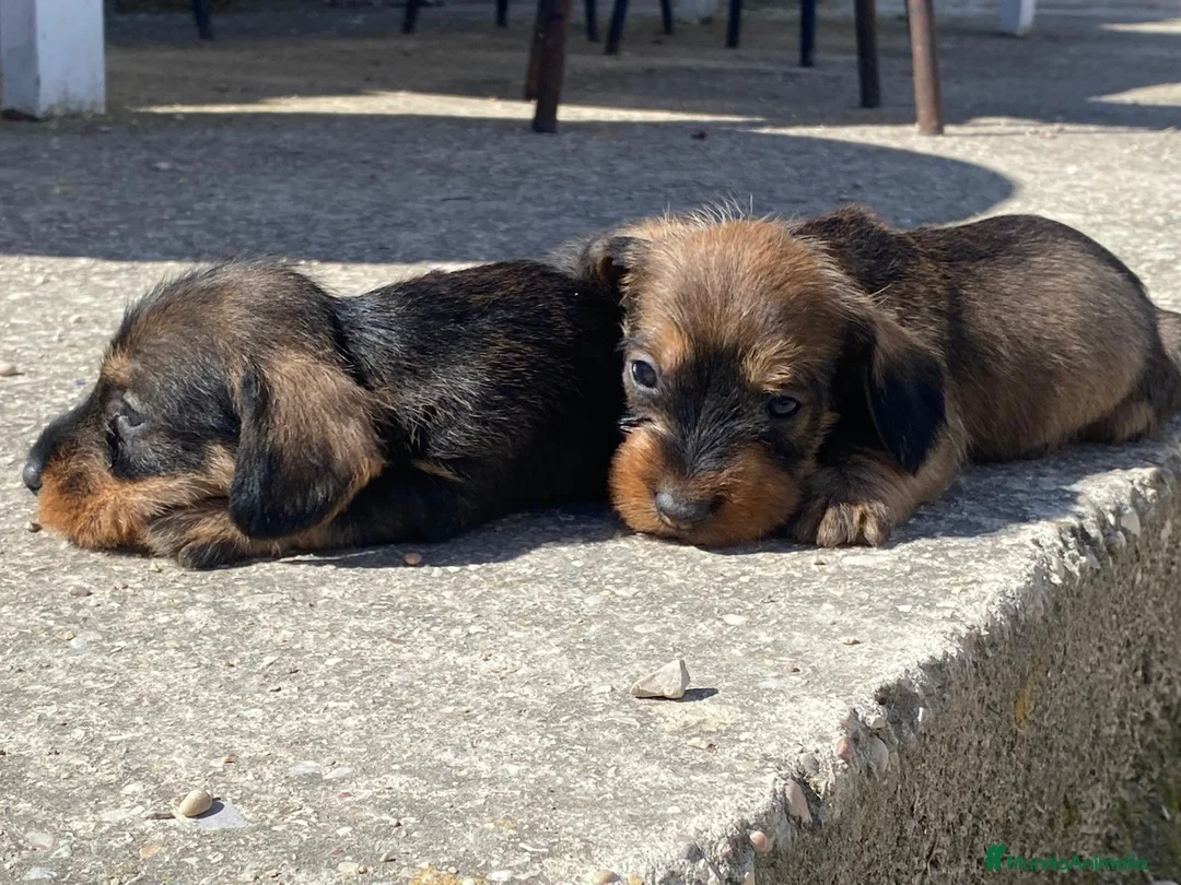 Teckel perros en venta: Precisos cachorros teckel pelo duro  - Anuncio 2