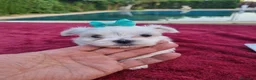 Bichón Maltés perros en venta: Bichón maltes line americana  - Anuncio 3