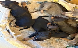 Pinscher Miniatura perros en venta: Pinscher miniatura  - Imagen 13