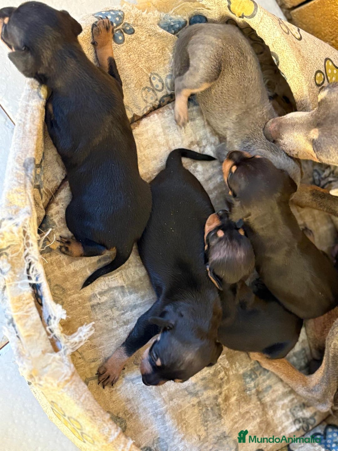 Pinscher Miniatura perros en venta: Pinscher miniatura  - Imagen 13