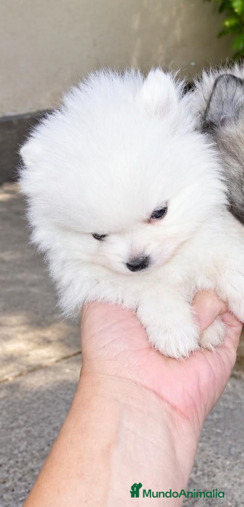 Pomerania perros en venta: POMERANIAS MACHITOS CHIQUITINES  - Anuncio 1