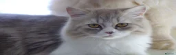 Persa gatos en venta: Gatos persas  - Anuncio 6