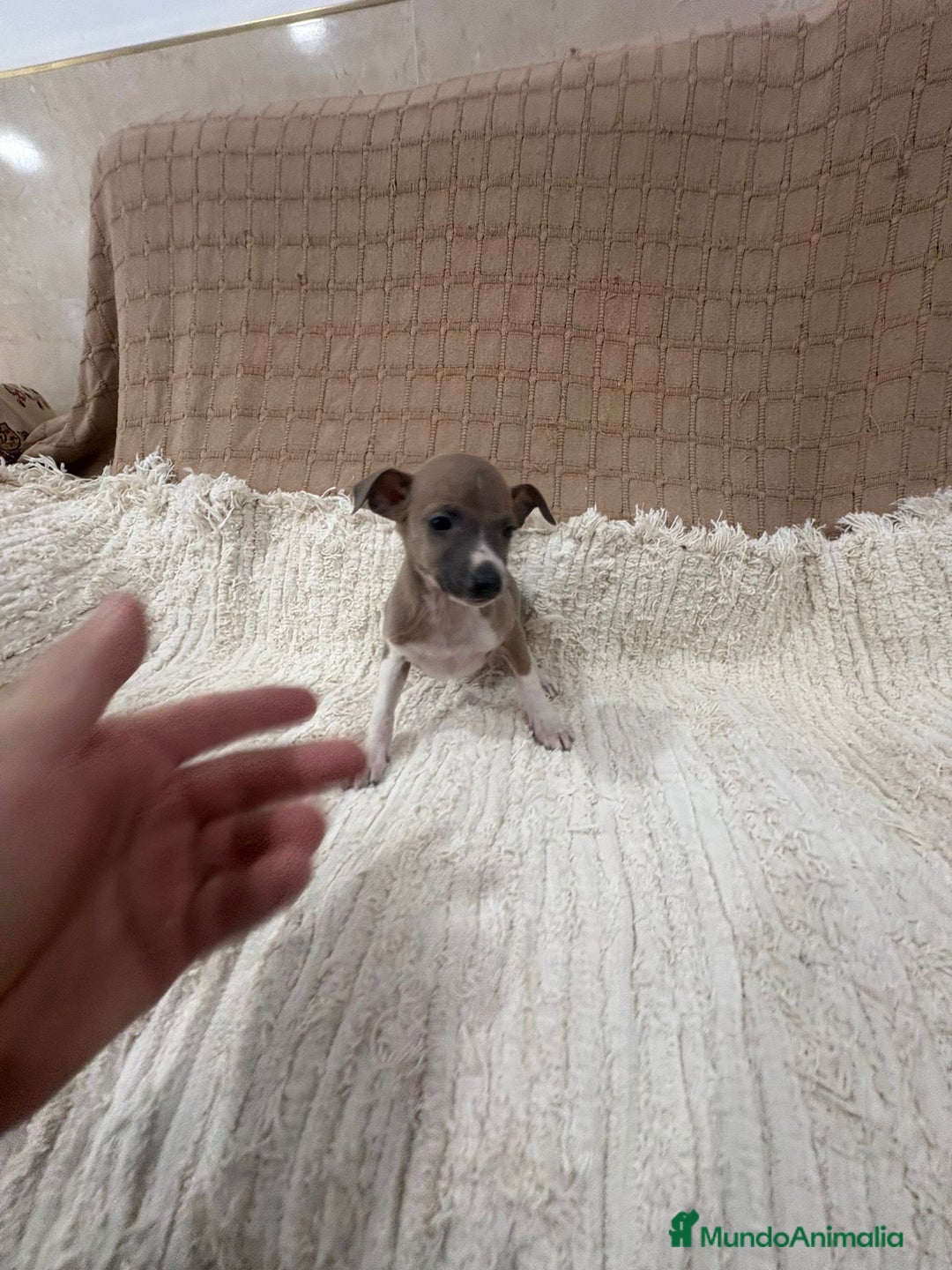 Whippet perros en venta: Whippet blue verdino - Anuncio 12
