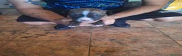 American Staffordshire-Terrier perros en venta: American Staffordshire - Anuncio 4
