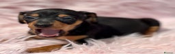 Pinscher Miniatura perros en venta: MINIPINSCHER DISPONIBLES - Anuncio 11