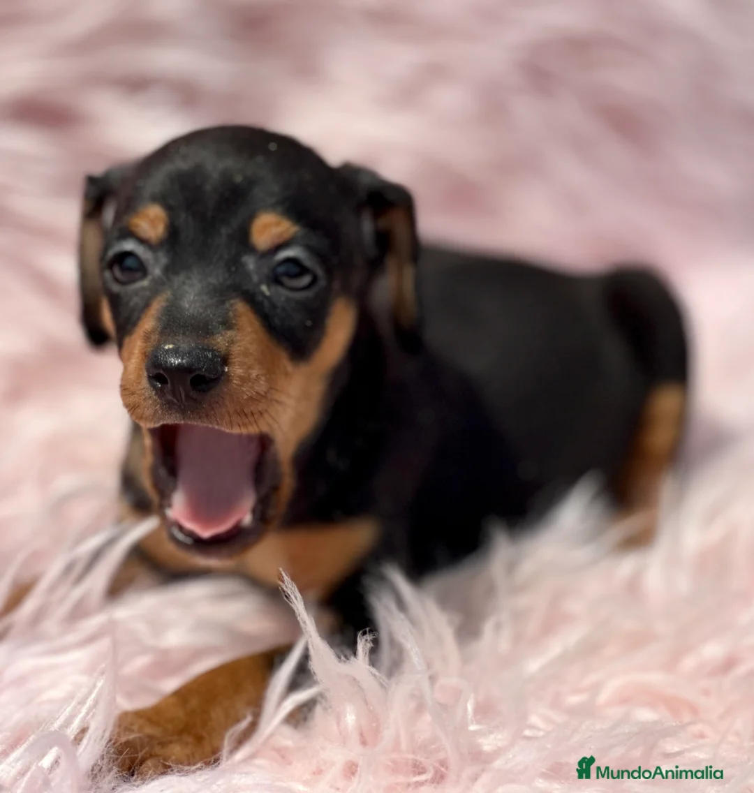 Pinscher Miniatura perros en venta: MINIPINSCHER DISPONIBLES - Anuncio 11