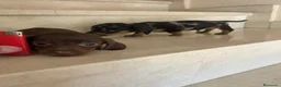 Teckel perros en venta: Teckel kanichen maxima calidad - Anuncio 13