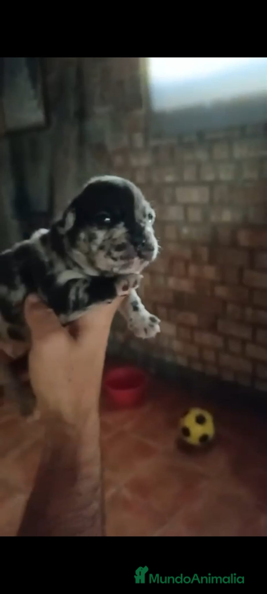 Bulldog Francés perros en venta: Bulldog francés  - Imagen 7