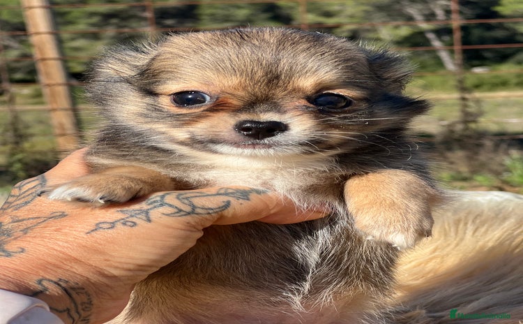 Chihuahua perros - Anuncio 13