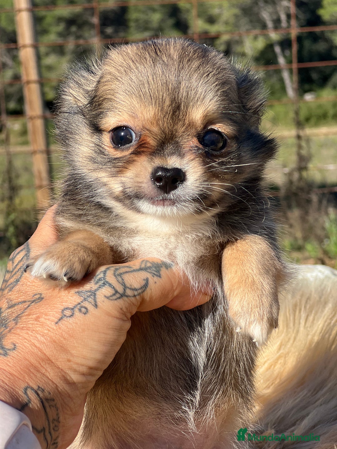 Chihuahua perros en venta: Chihuahua leonado toy  - Imagen 1