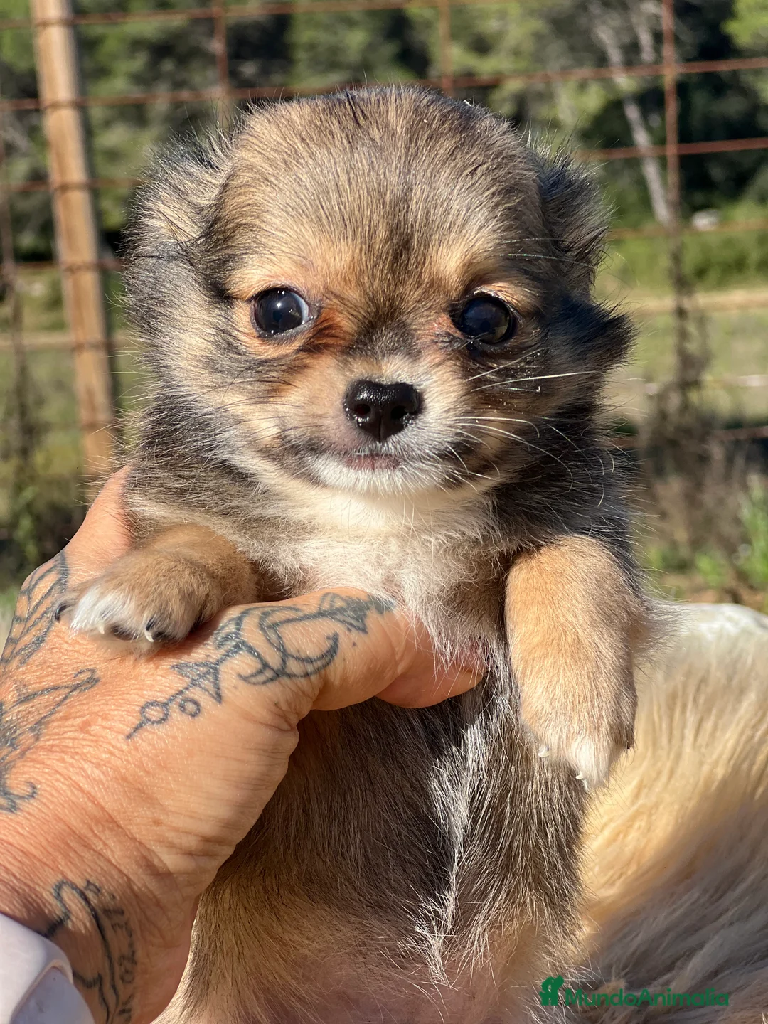 Chihuahua perros en venta: Chihuahua leonado toy  - Anuncio 1