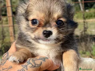 Chihuahua perros Chihuahua leonado toy - Anuncio 20