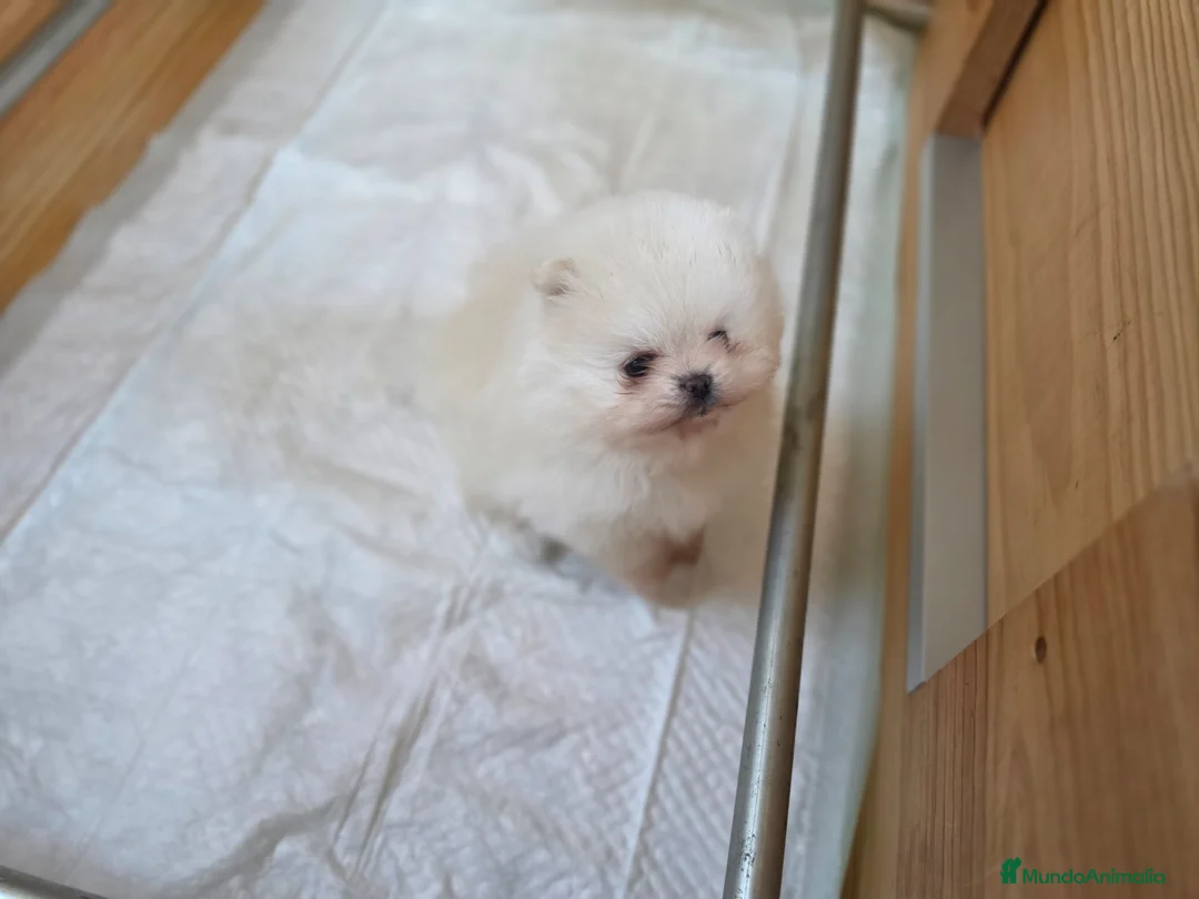 Pomerania perros en venta: LULU DE POMERANIA - Anuncio 1