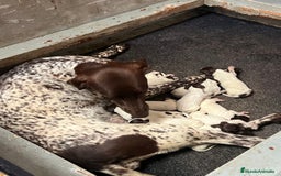 Braco Alemán de Pelo Corto perros en venta: Camada Braco Alemán  - Imagen 7