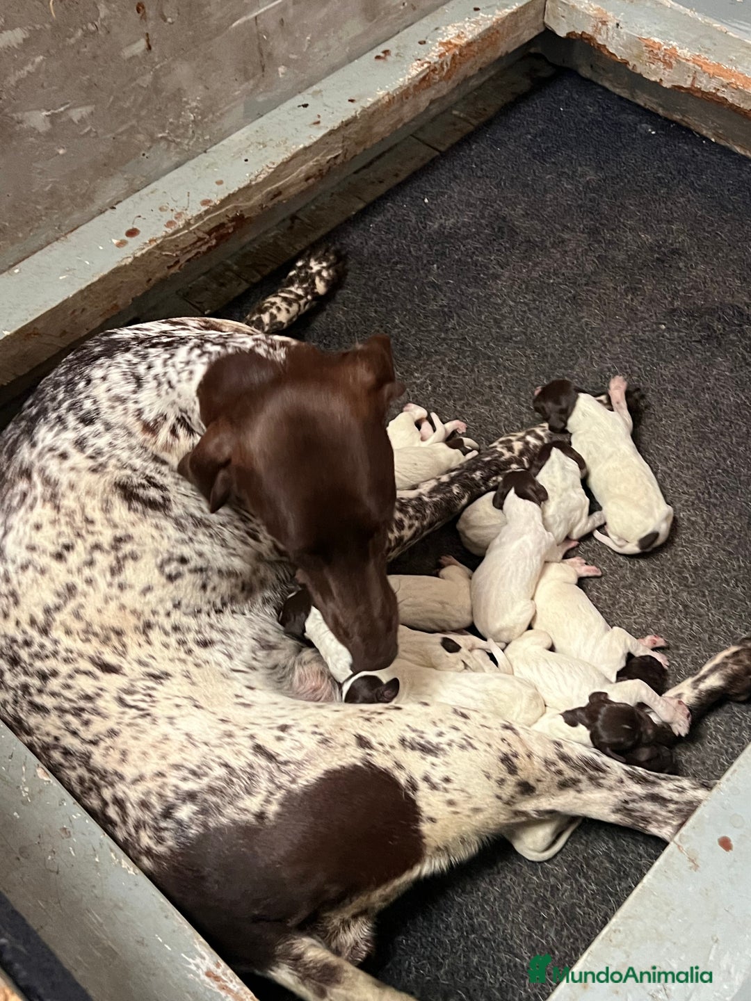 Braco Alemán de Pelo Corto perros en venta: Camada Braco Alemán  - Imagen 7