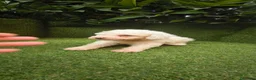 Perro de Agua Español perros en venta: preciosa camada perros agua  chocolates y blancos  - Anuncio 3