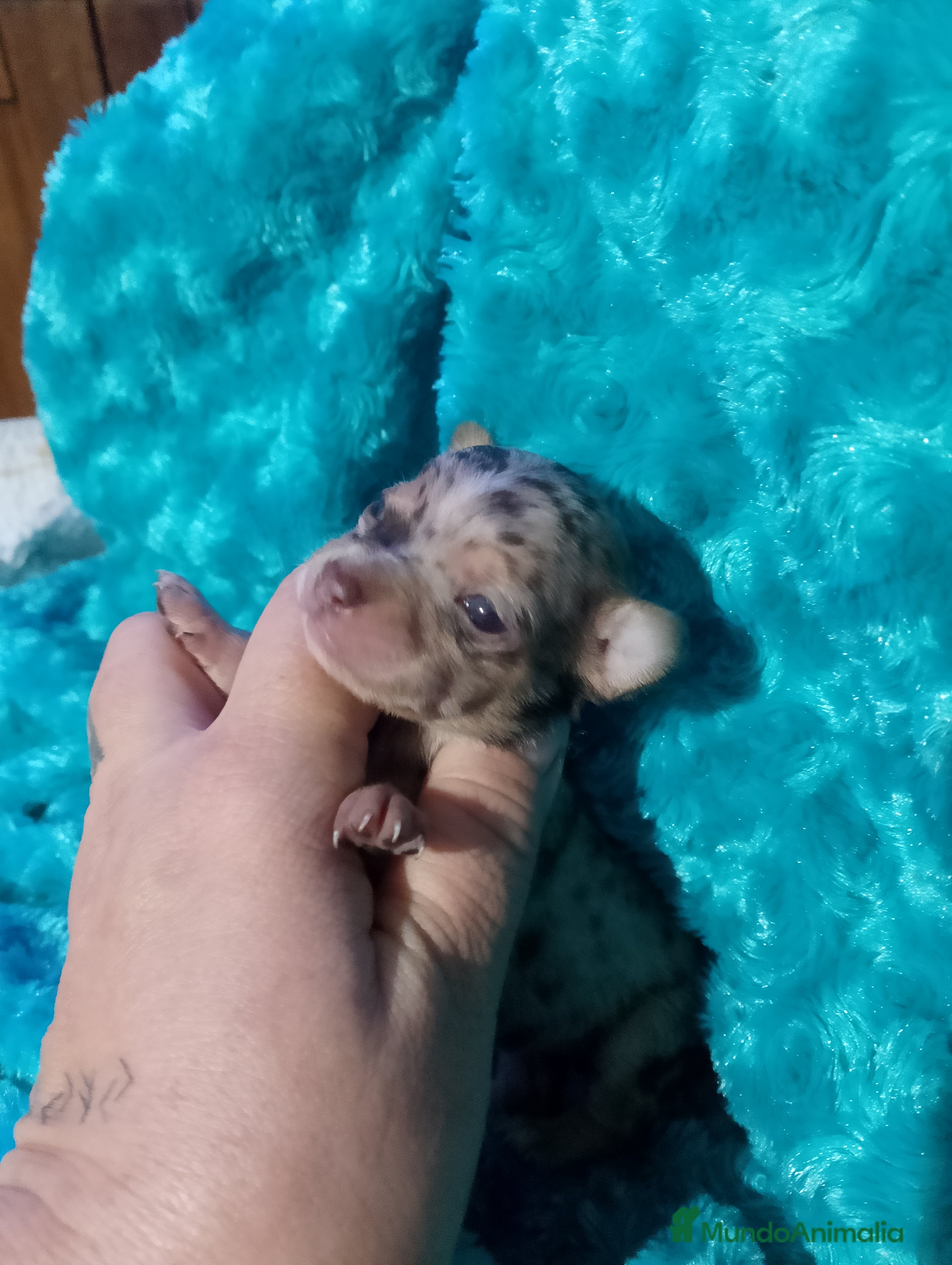 Chihuahua perros Preciosa chihuahua super toy Merle  - Anuncio 8