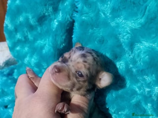 Chihuahua perros Preciosa chihuahua super toy Merle - Anuncio 8